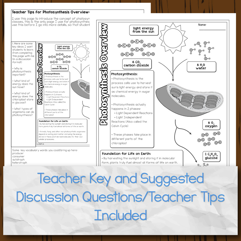 Photosynthesis and Respiration Overviews Doodle Diagrams | Store - Science and Math with Mrs. Lau Photosynthesis and Respiration Overviews Doodle Diagrams | Store - Science and Math with Mrs. Lau