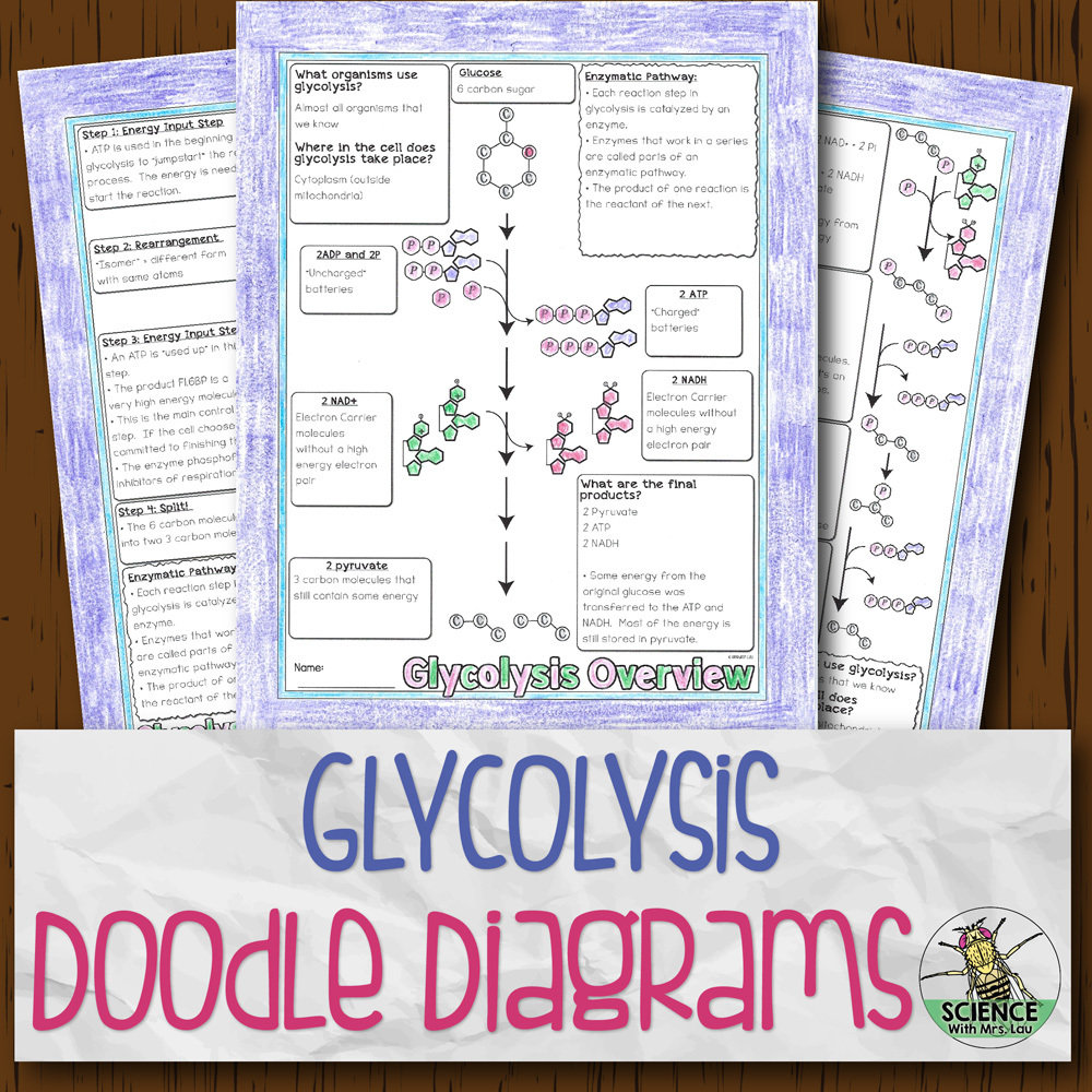 Glycolysis Doodle Diagrams