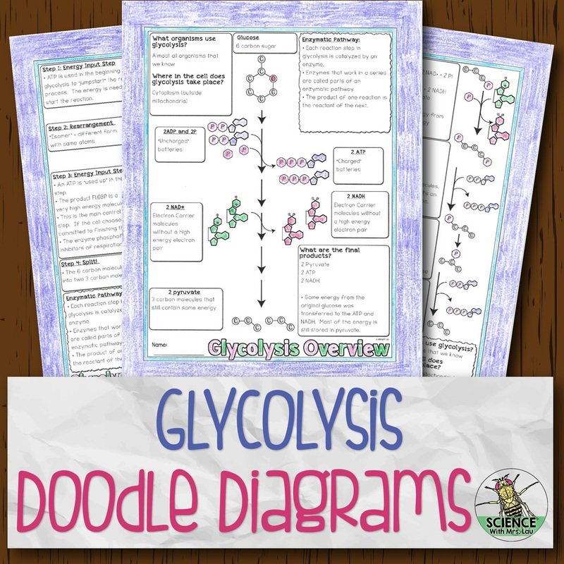 Glycolysis Doodle Diagrams
