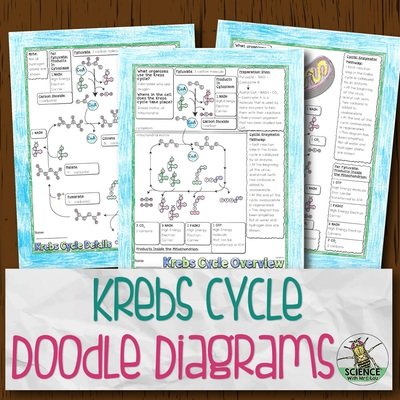Krebs Cycle Doodle Diagrams