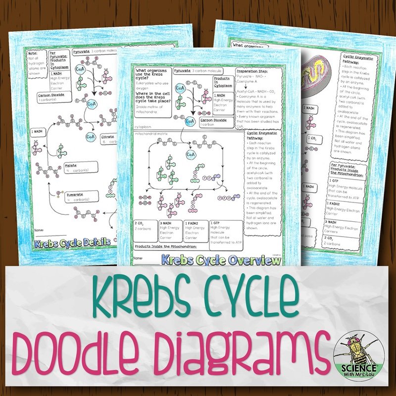 Krebs Cycle Doodle Diagrams