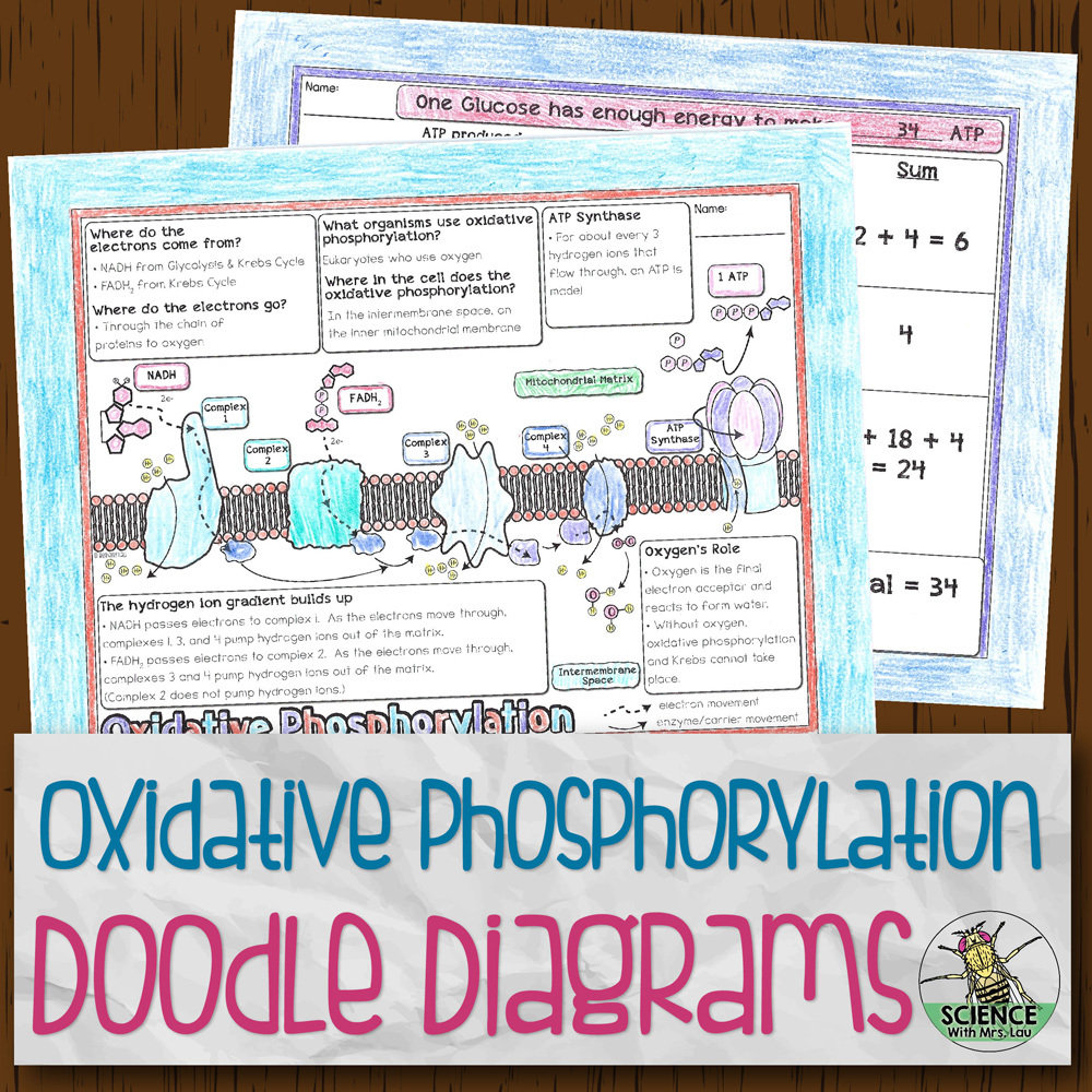 Oxidative Phosphorylation Doodle Diagrams