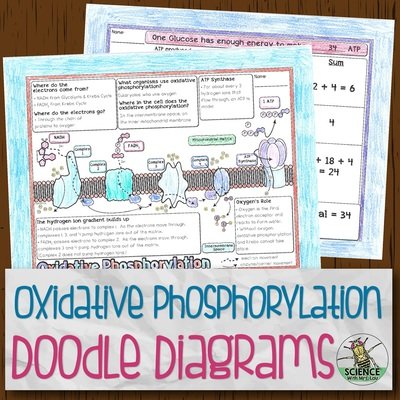 Oxidative Phosphorylation Doodle Diagrams