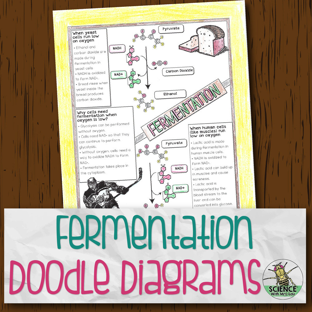 Fermentation Doodle Diagrams