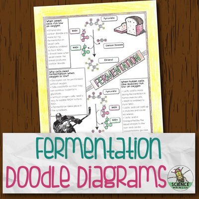 Fermentation Doodle Diagrams