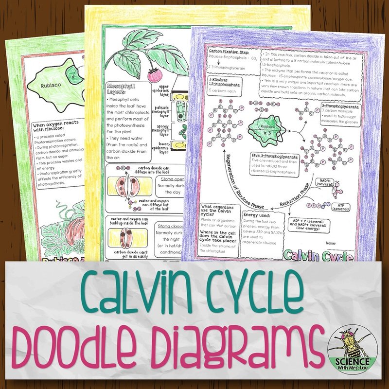 Calvin Cycle Doodle Diagrams
