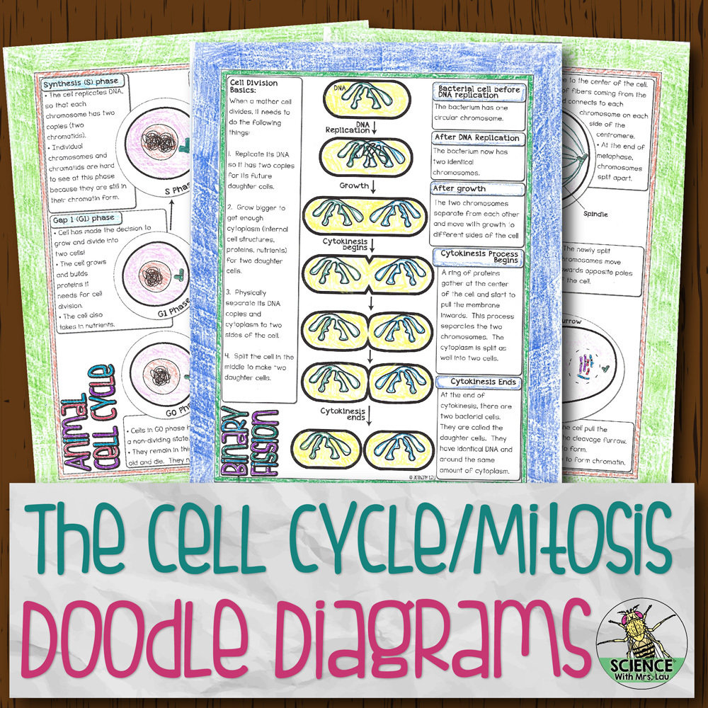 The Cell Cycle Doodle Diagrams Store Science And Math With Mrs Lau