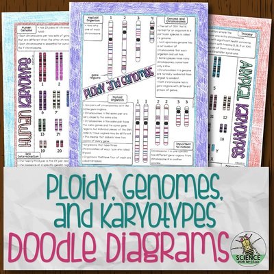 Ploidy, Genomes, and Karyotypes Doodle Diagrams