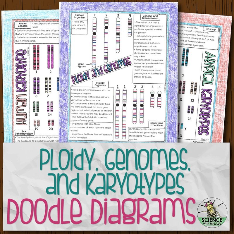 Ploidy, Genomes, and Karyotypes Doodle Diagrams
