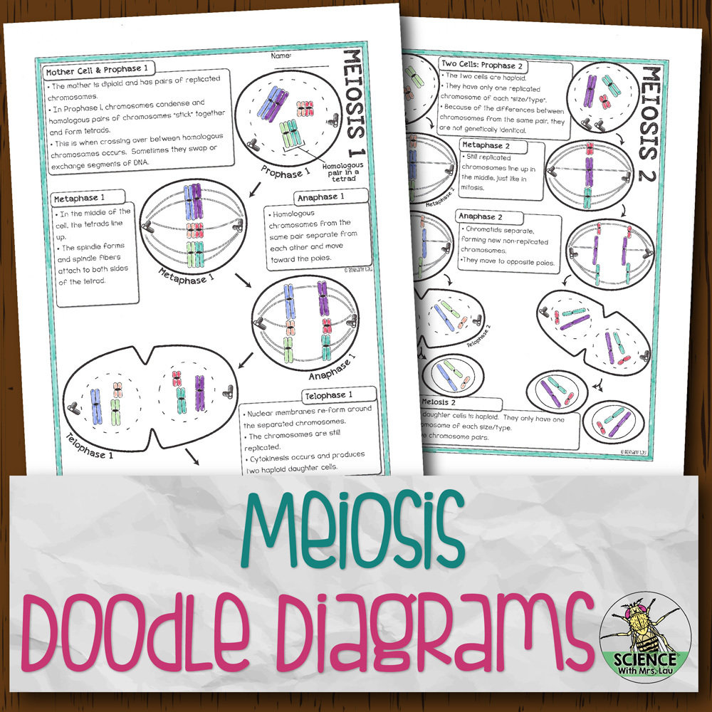 Mitosis And Meiosis Diagram Worksheet