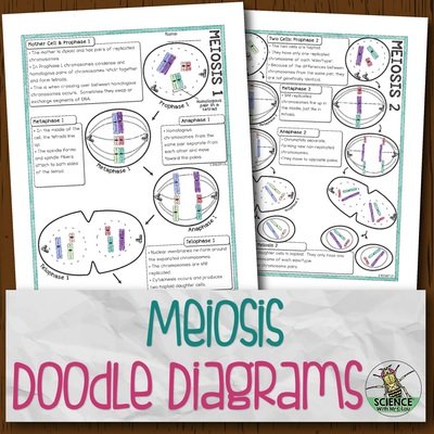 Meiosis Doodle Diagrams