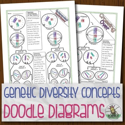 Genetic Diversity Doodle Diagrams