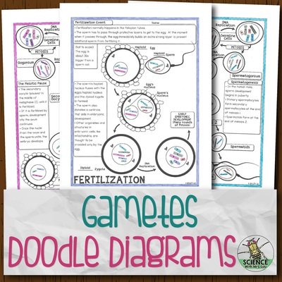 Gametes and Fertilization Doodle Diagrams