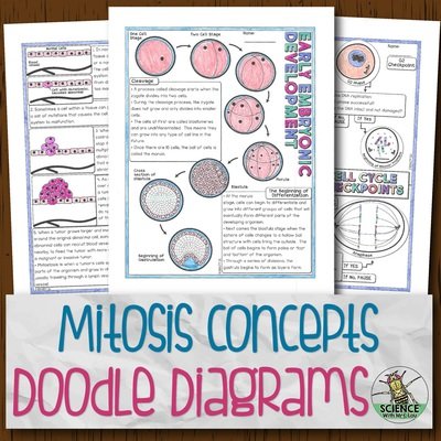 Mitosis Concepts Doodle Diagrams