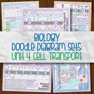 Unit 4: Cell Transport DD
