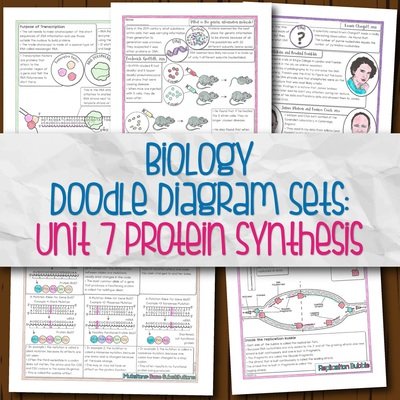 Unit 7: Protein Synthesis DD