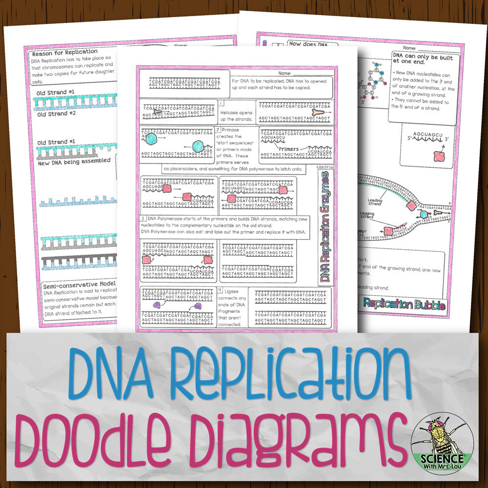 DNA Replication Doodle Diagrams Regarding Dna Structure Worksheet Answer Key