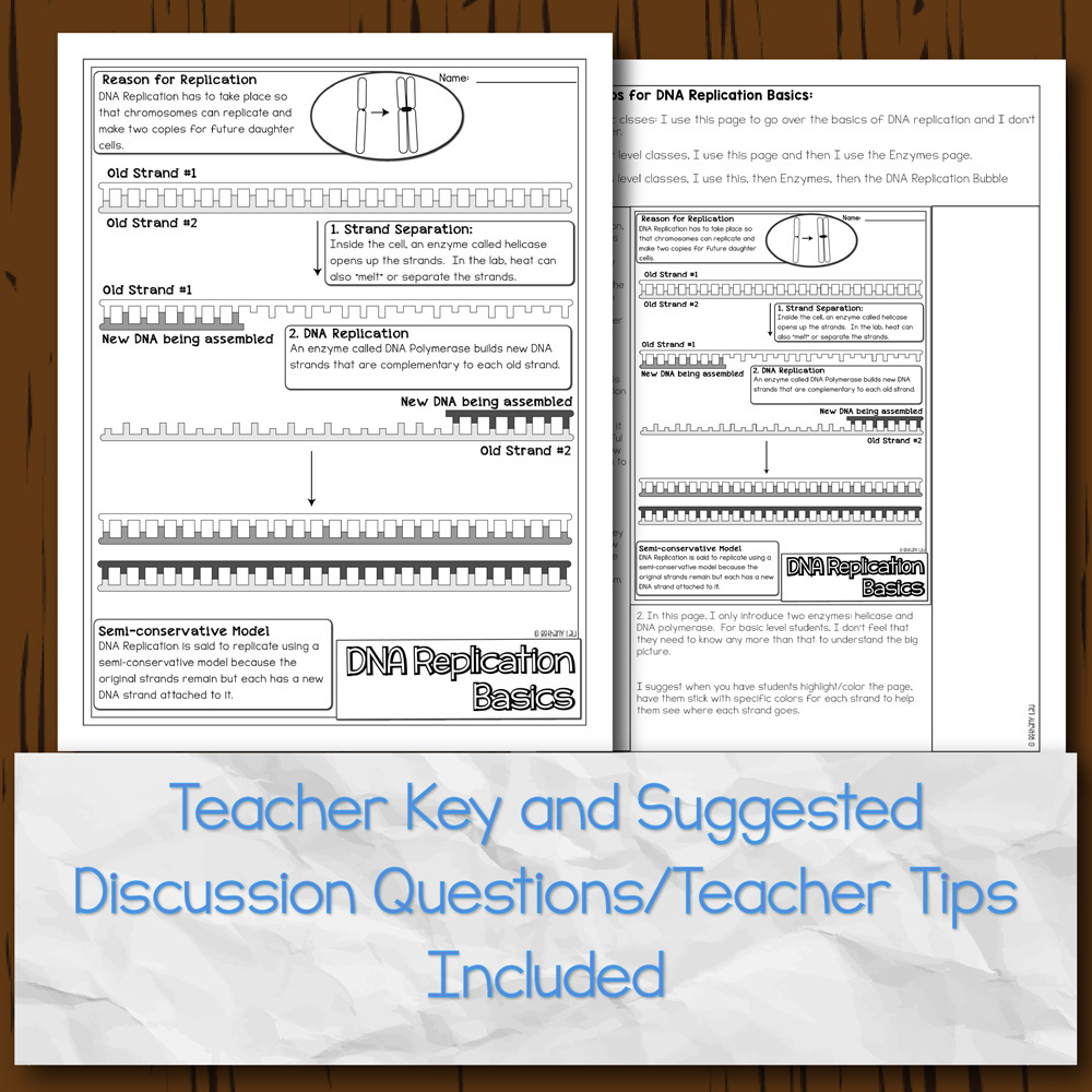 dna replication diagram worksheet