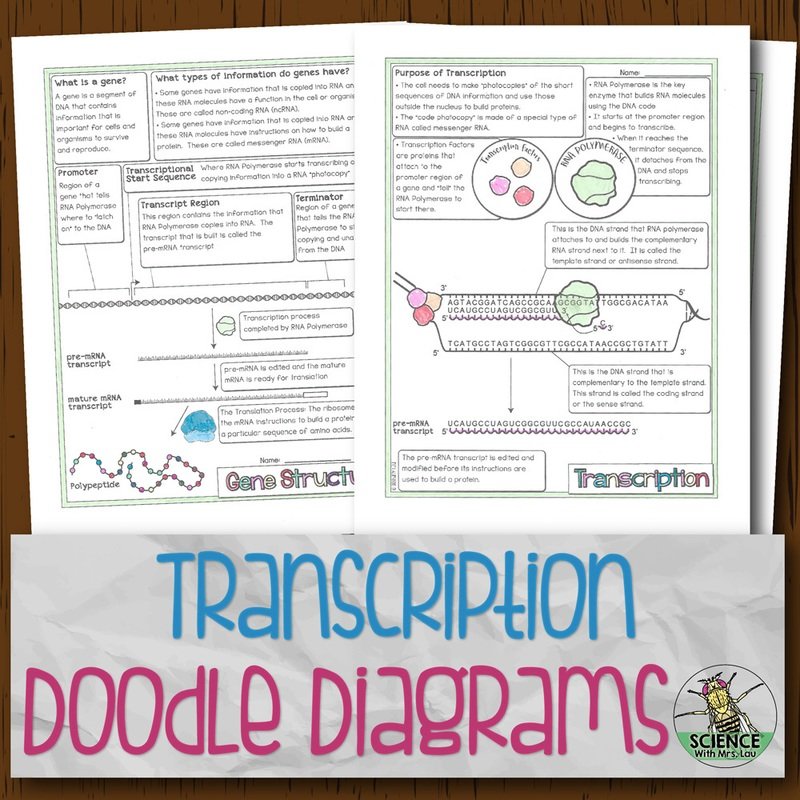 Transcription and mRNA Processing Doodle Diagrams