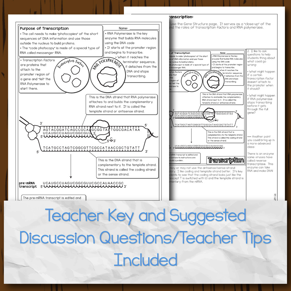 Transcription and mRNA Processing Doodle Diagrams | Store - Science and  Math with Mrs. Lau