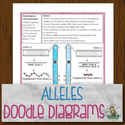 Alleles Doodle Diagrams