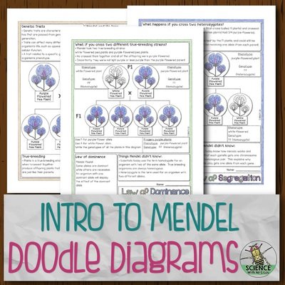 Intro to Mendel Doodle Diagrams