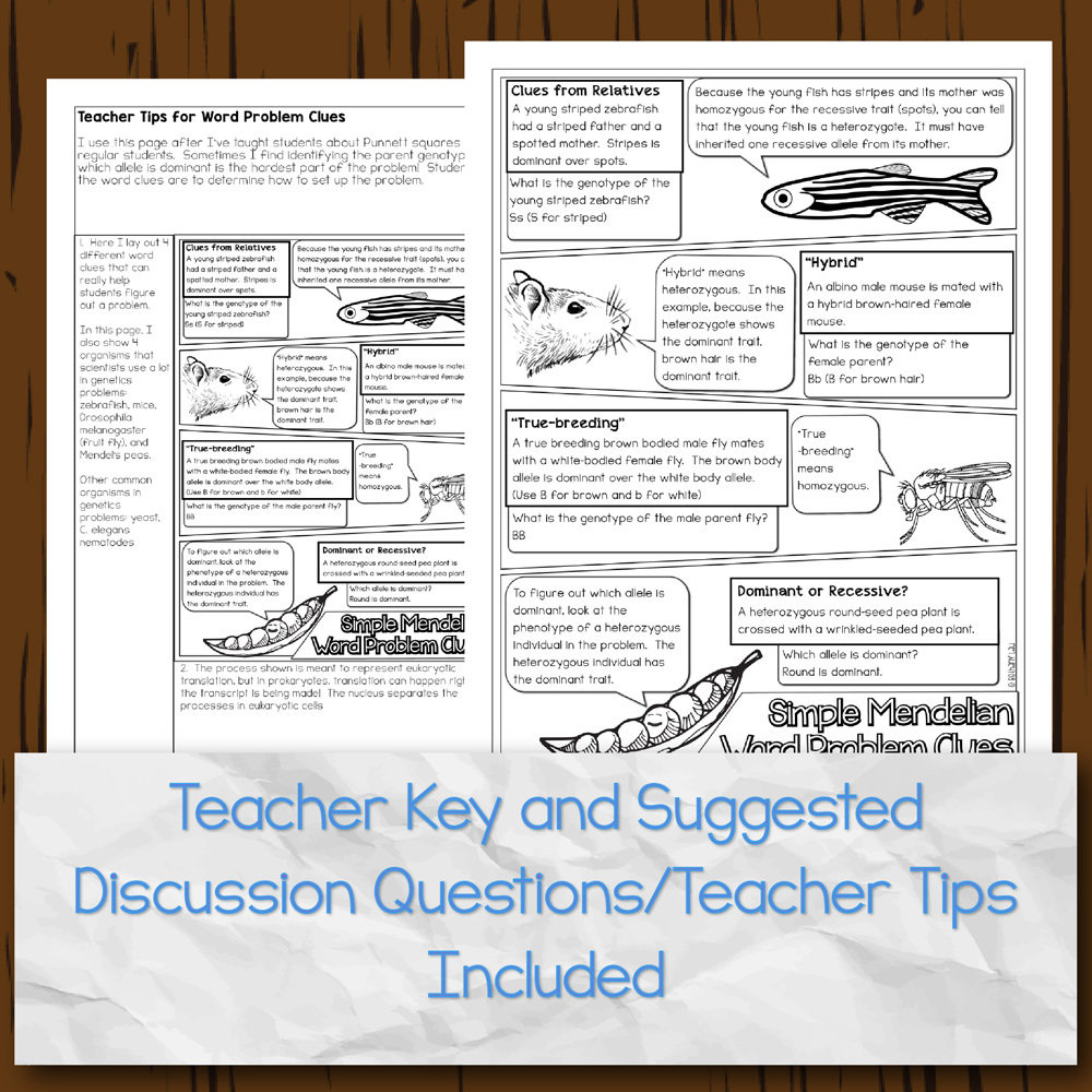 Intro To Punnett Squares Doodle Diagrams