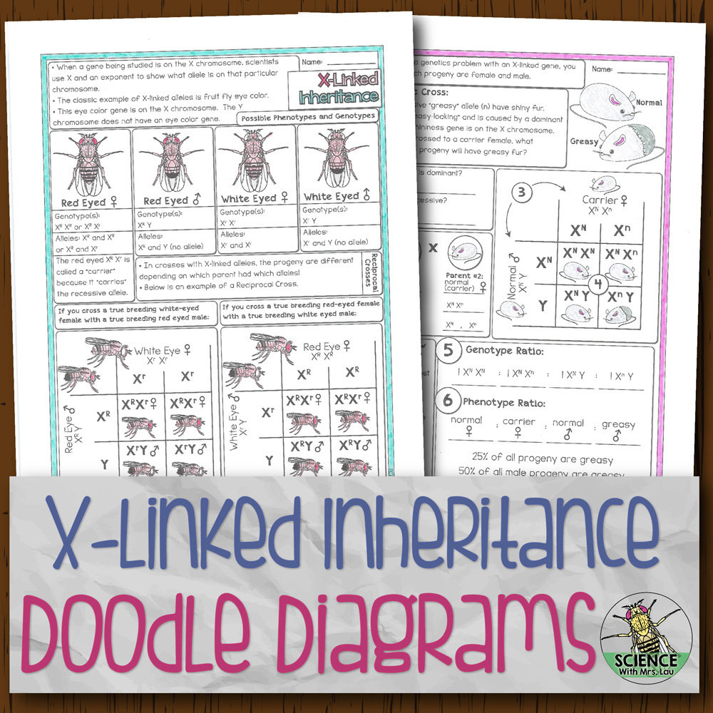 XLinked Inheritance Doodle Diagrams Store Science and Math with