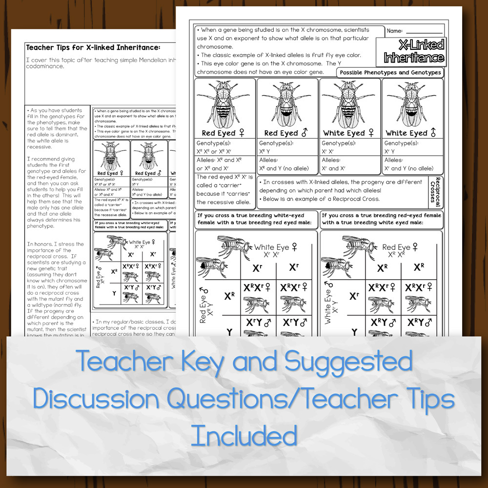 X-Linked Inheritance Doodle Diagrams | Store - Science and Math with Mrs. Lau x-linked-inheritance-doodle-diagrams-store-science-and-math-with-mrs-lau