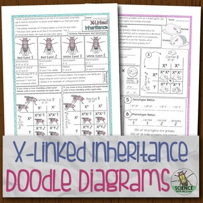 X-Linked Inheritance Doodle Diagrams