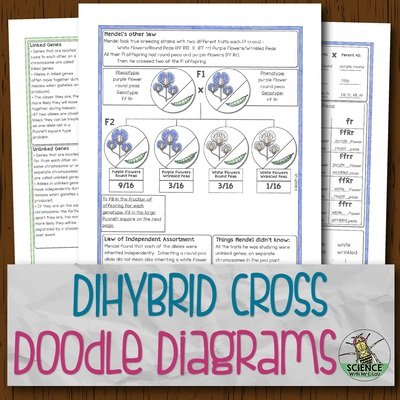 Dihybrid Crosses Doodle Diagrams