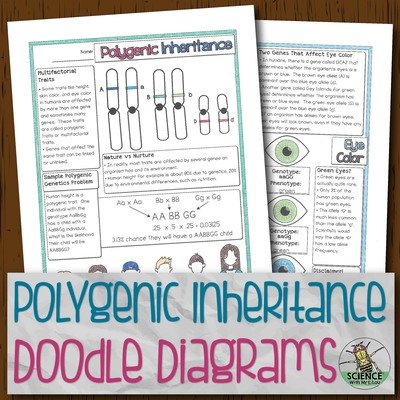 Polygenic Inheritence Doodle Diagrams