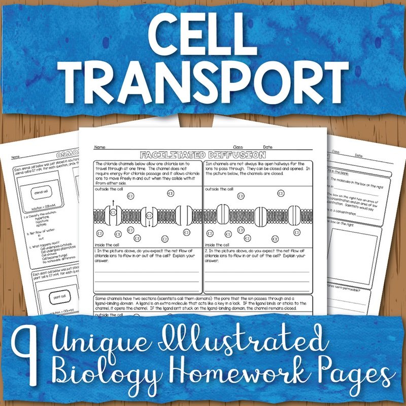 Cell Transport Homework Pages