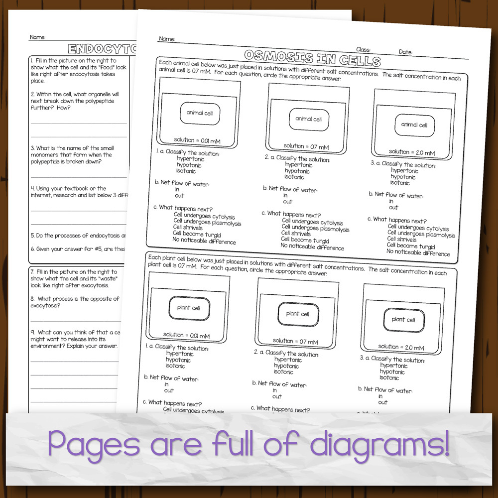 Cell Transport Homework Pages | Store - Science and Math with Mrs. Lau