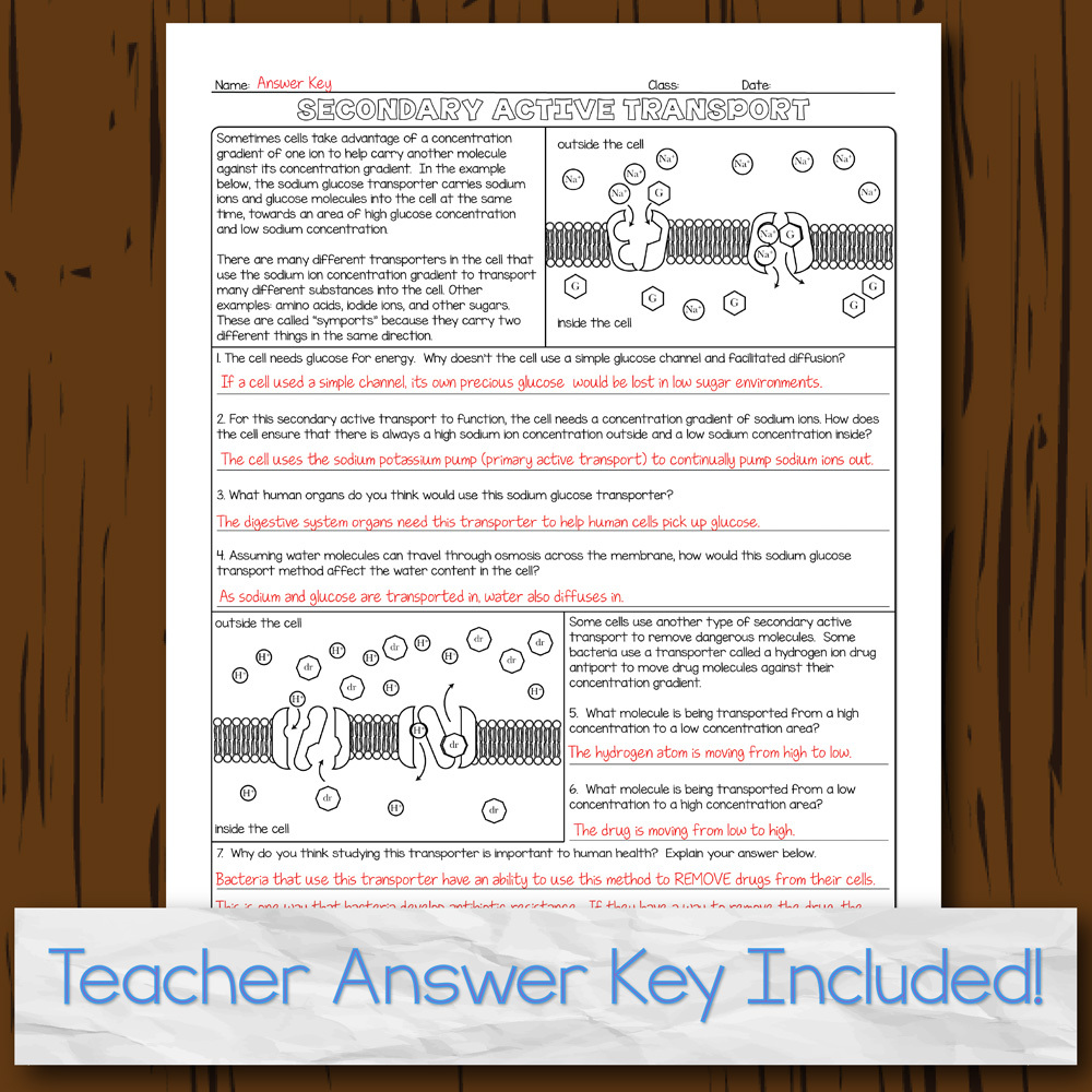 Cell Transport Homework Pages
