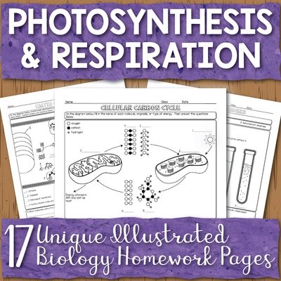 Photosynthesis and Respiration Homework Pages