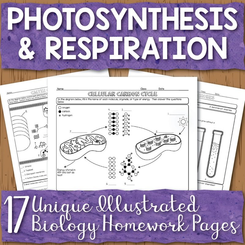 Photosynthesis and Respiration Homework Pages
