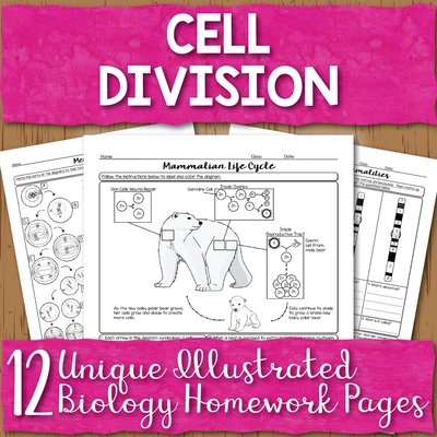 Cell Division Homework Pages