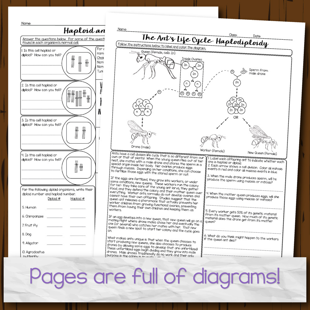 Cell Division Homework Pages | Store - Science and Math with Mrs. Lau cell-division-homework-pages-store-science-and-math-with-mrs-lau