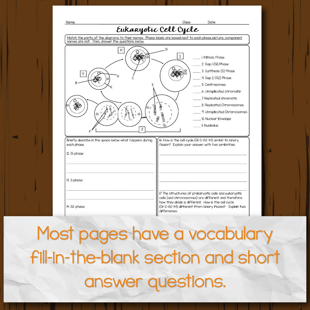 Cell Division Homework Pages Throughout Meiosis Matching Worksheet Answer Key