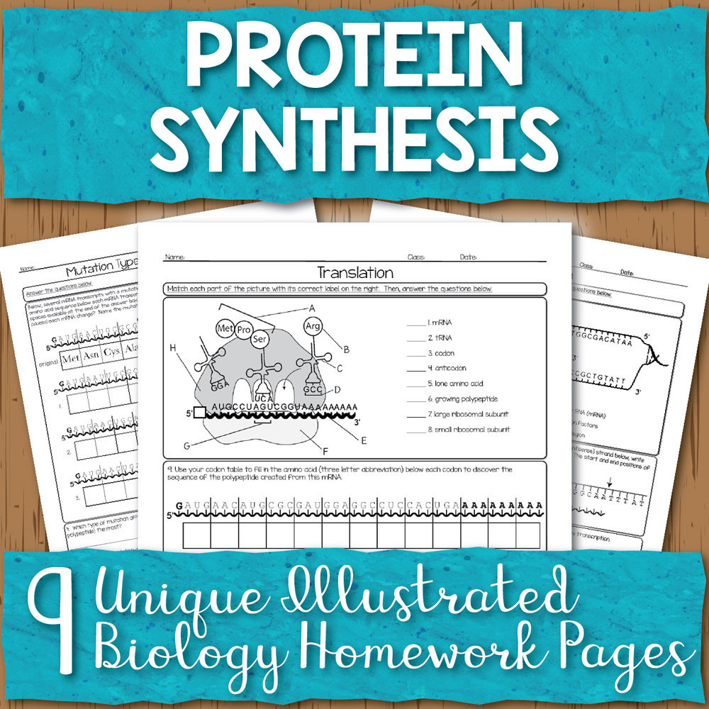 Protein Synthesis Homework Pages