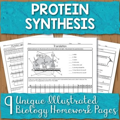 Protein Synthesis Homework Pages