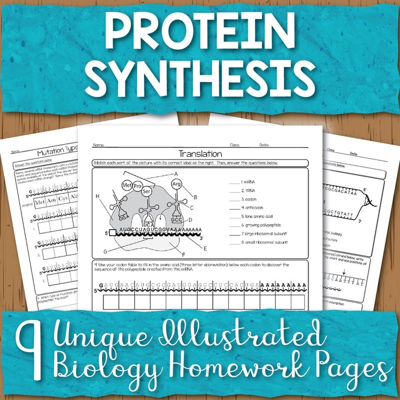 Protein Synthesis Homework Pages