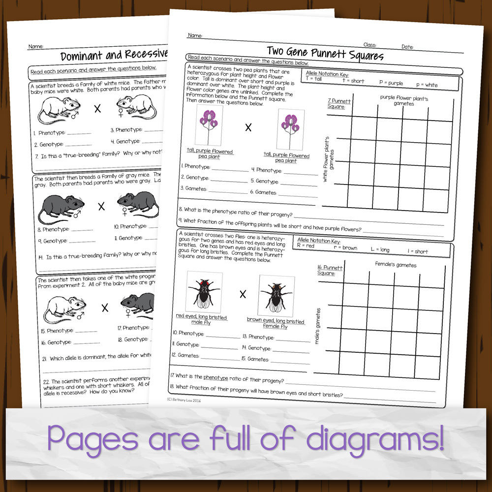 Genetics Homework Pages | Store - Science and Math with Mrs. Lau