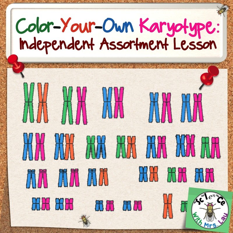 Color Your Own Karyotype Activity