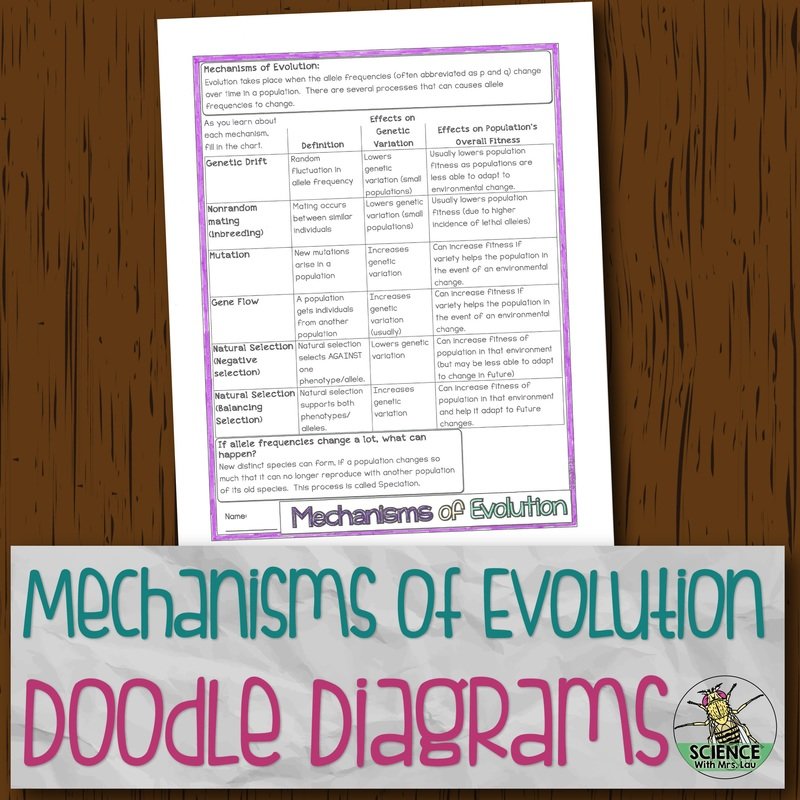 Mechanisms of Evolution Doodle Diagram