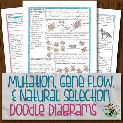 Mutation Gene Flow and Natural Selection Doodle Diagrams