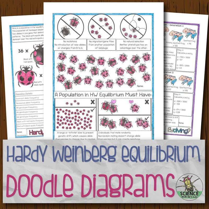 Hardy Weinberg Equilibrium Doodle Diagrams