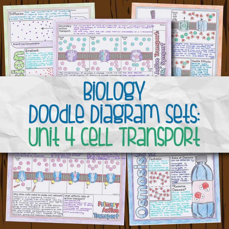 Biology Unit 4 Doodle Diagram Notes Cell Transport