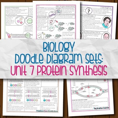 Biology Unit 7 Doodle Diagram Notes Protein Synthesis